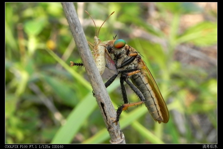 DSCN1217.JPG