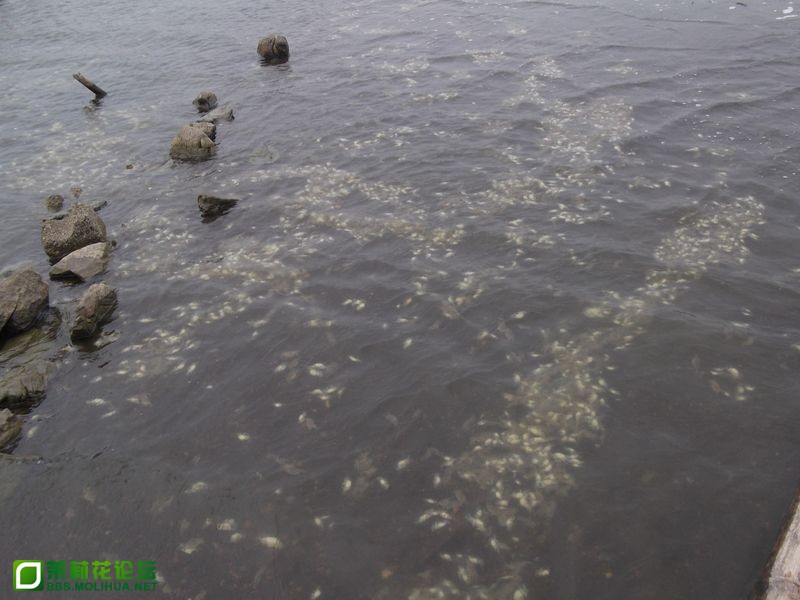 DSCF2876 [800x600].JPG