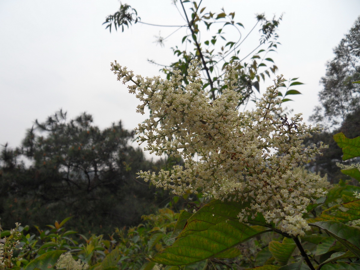 SDC10291.jpg