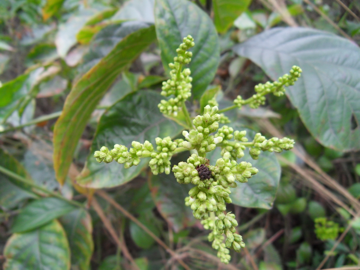 SDC10293.jpg