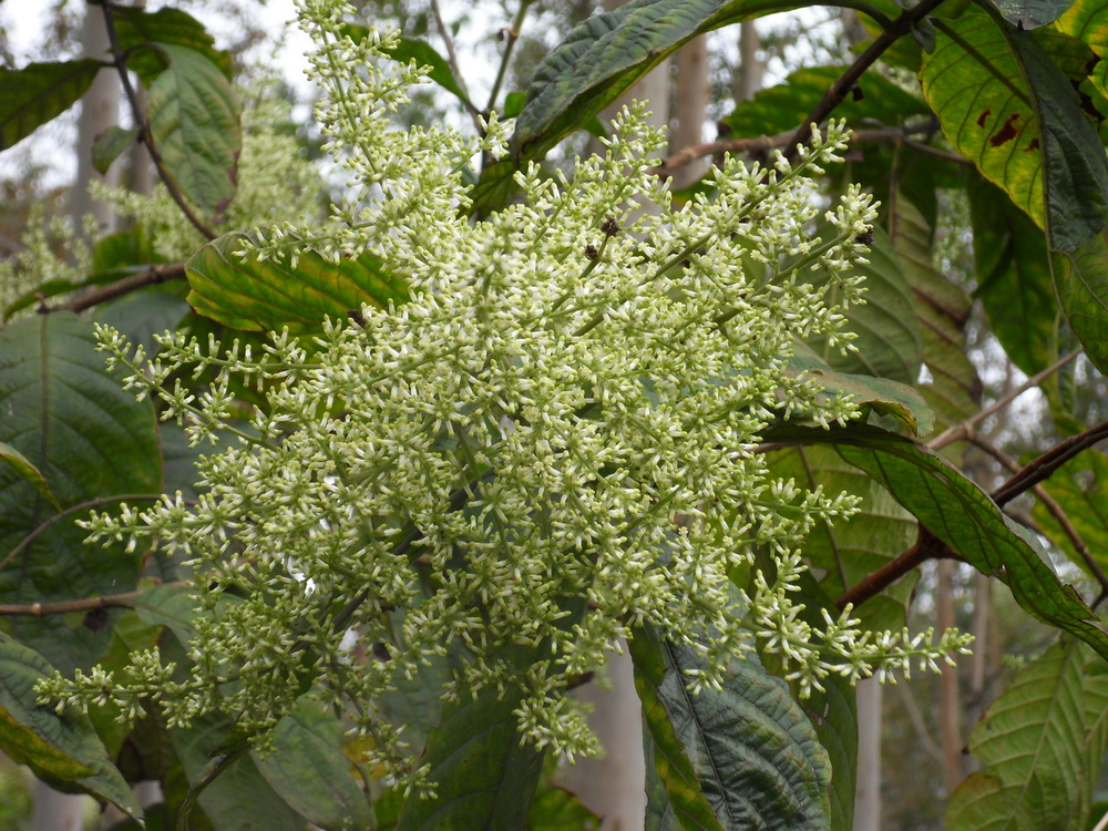 SDC10311.jpg