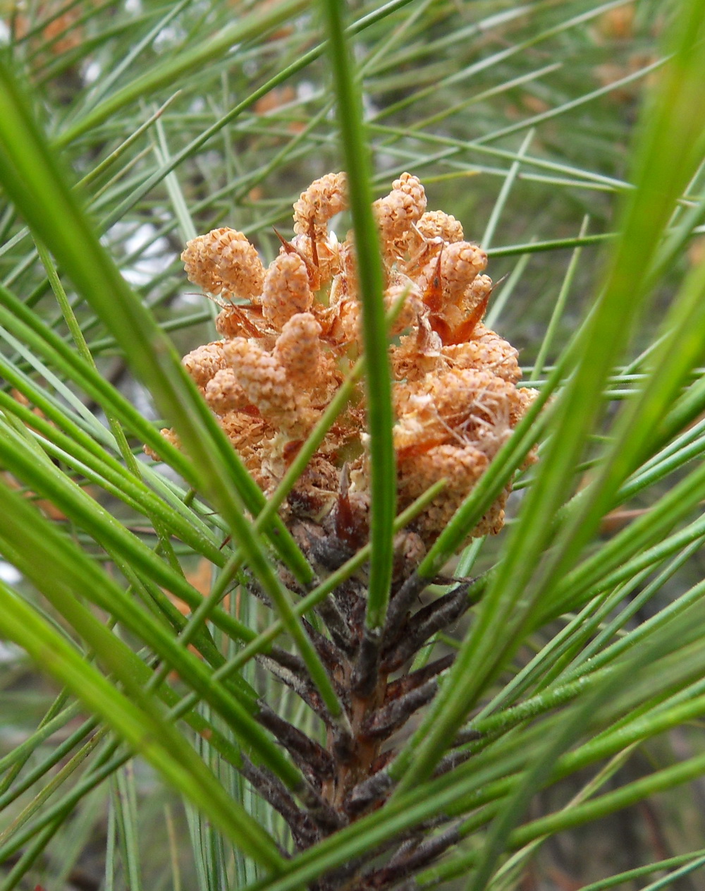 SDC10544.jpg