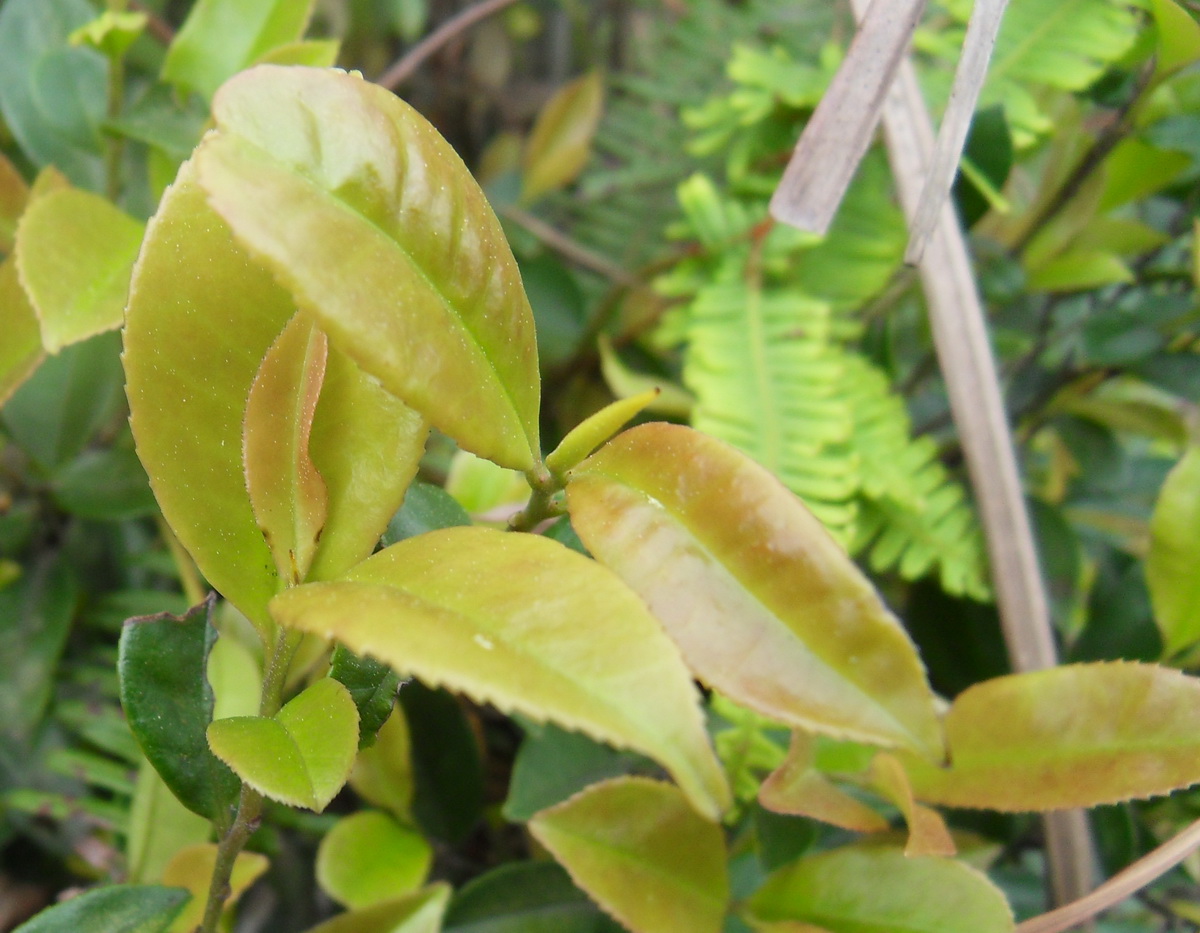 SDC10435.jpg