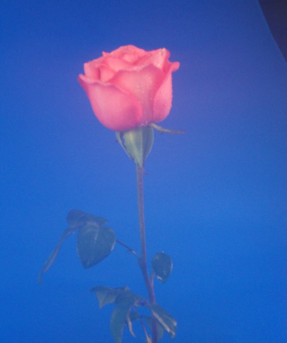 SDC10050.jpg