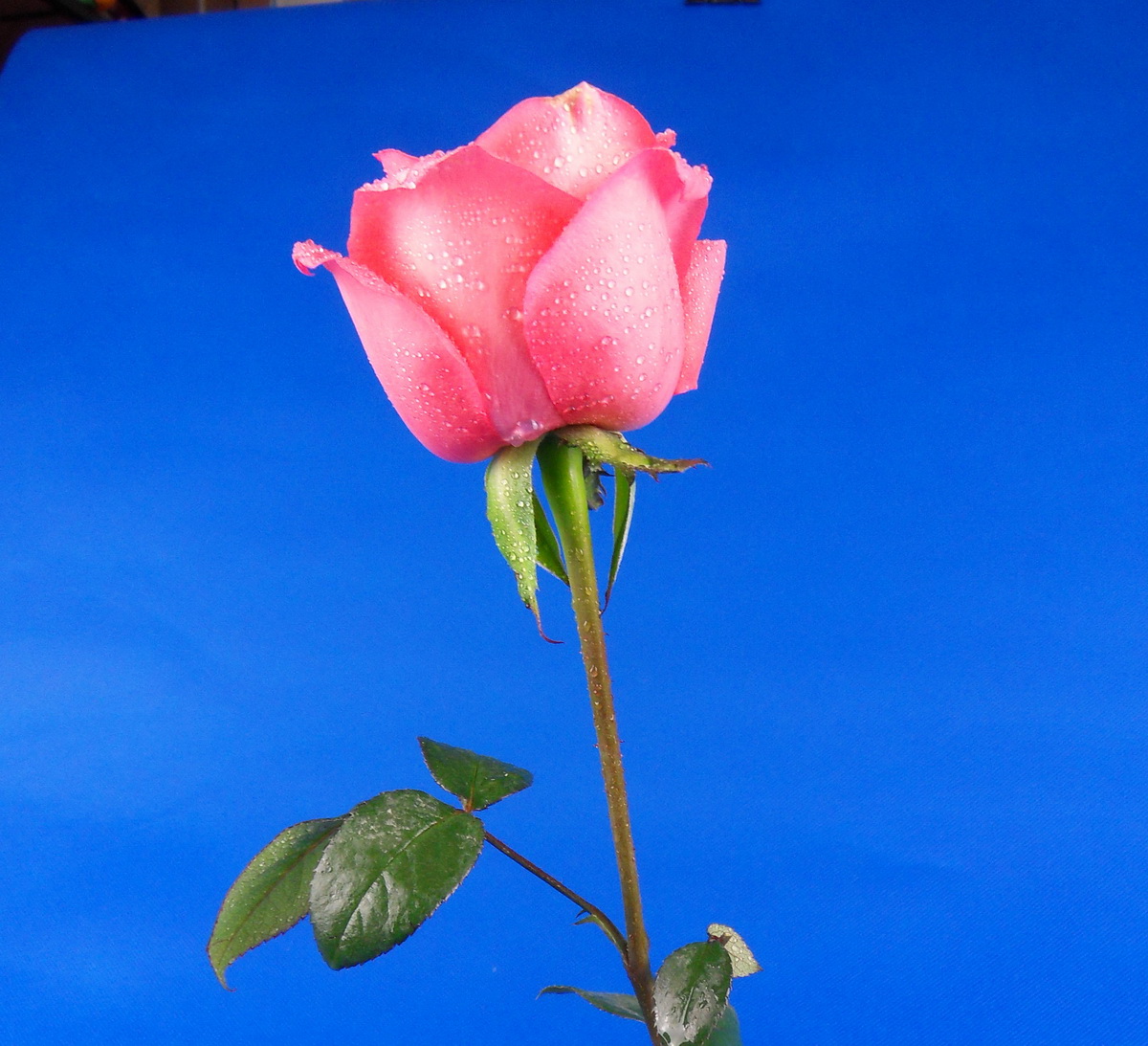 SDC10054.jpg