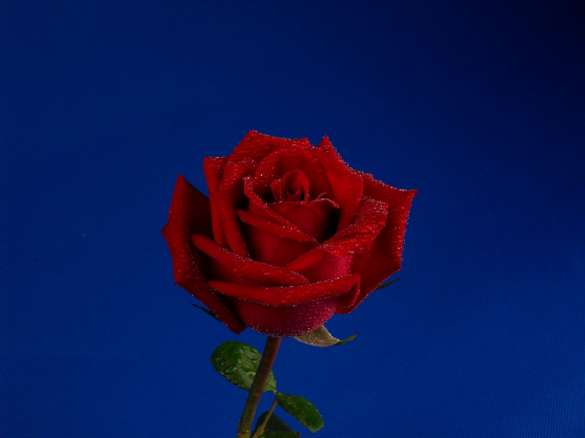 SDC10069.jpg