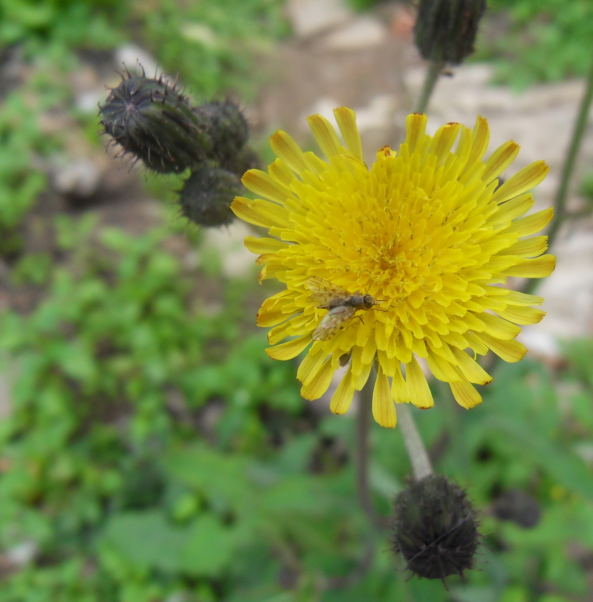 SDC10582.jpg