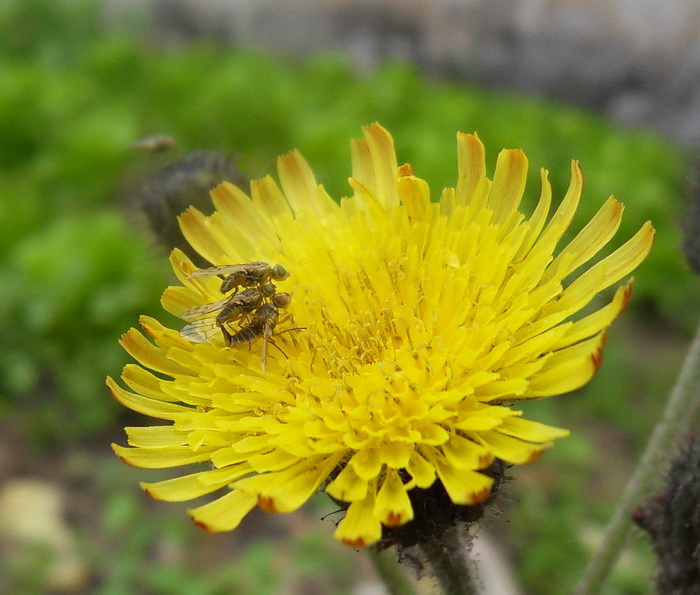 SDC105701.jpg