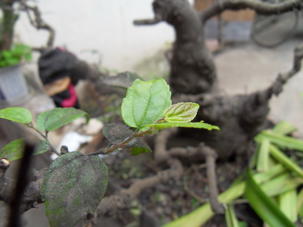 SDC10590.jpg