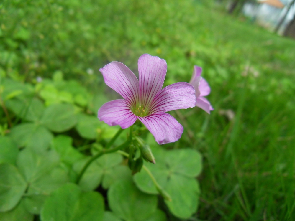 SDC10597.jpg