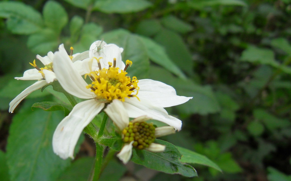 SDC10611.jpg