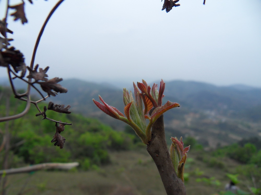 SDC10681.jpg