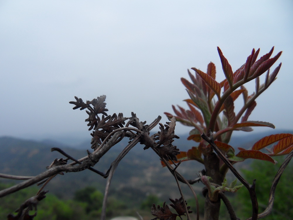 SDC10682.jpg