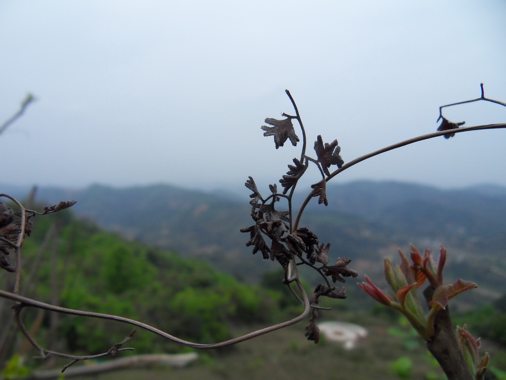 SDC10683.jpg