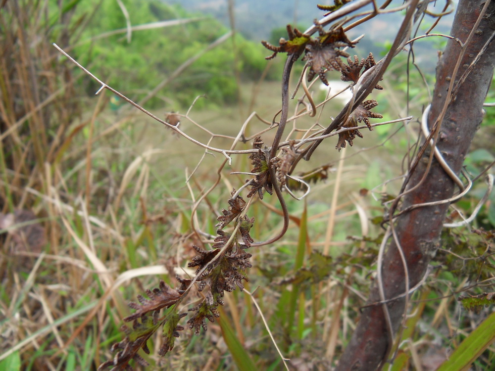 SDC10684.jpg