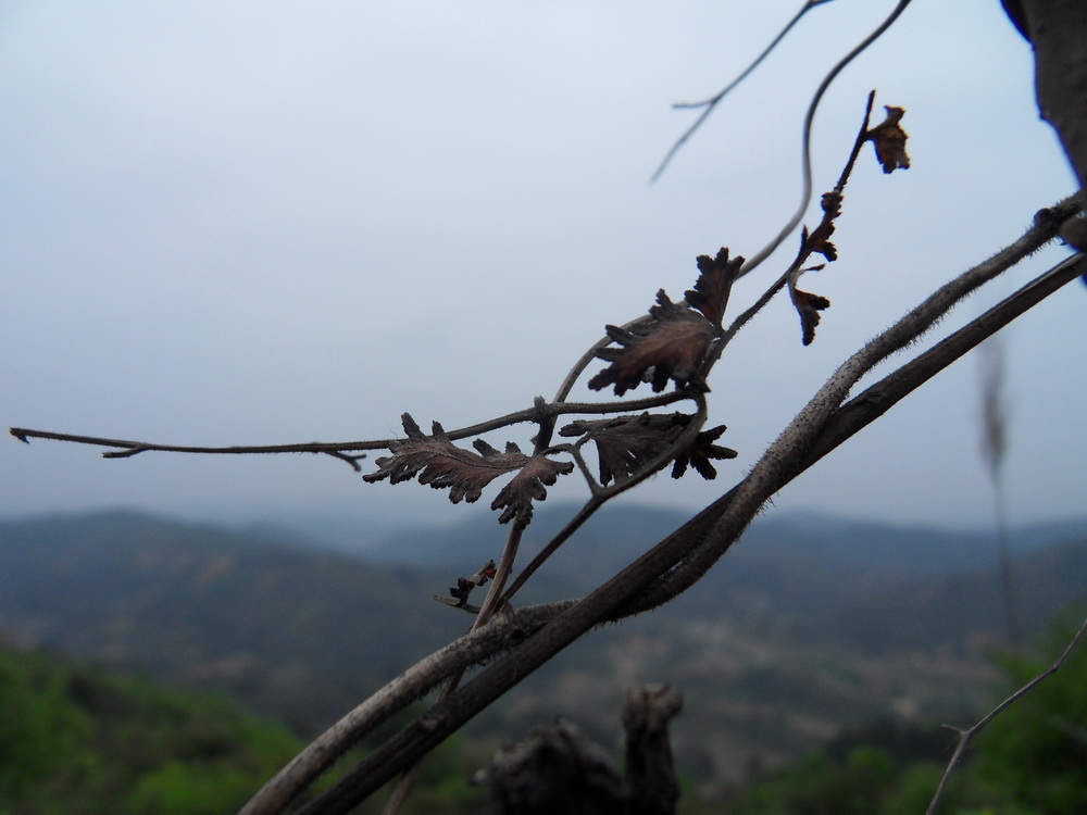 SDC10687.jpg