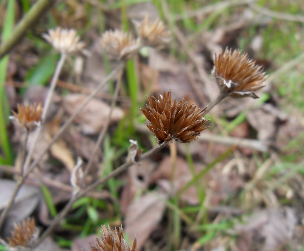 SDC10688.jpg