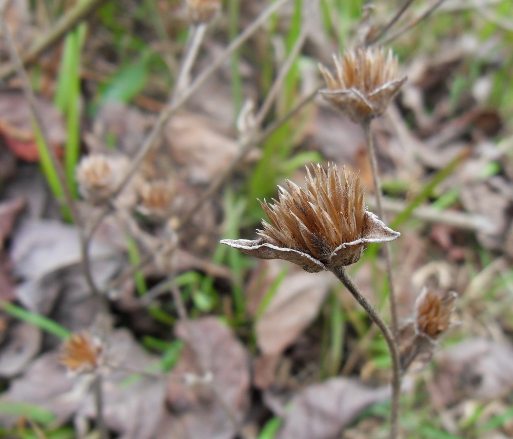 SDC10690.jpg