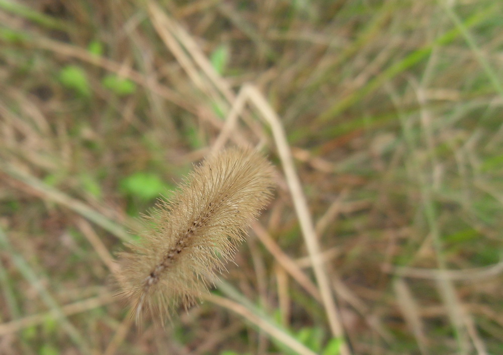 SDC10659.jpg