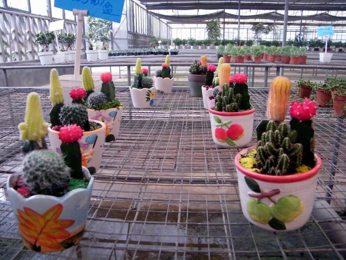 花花大世界照片 046.jpg