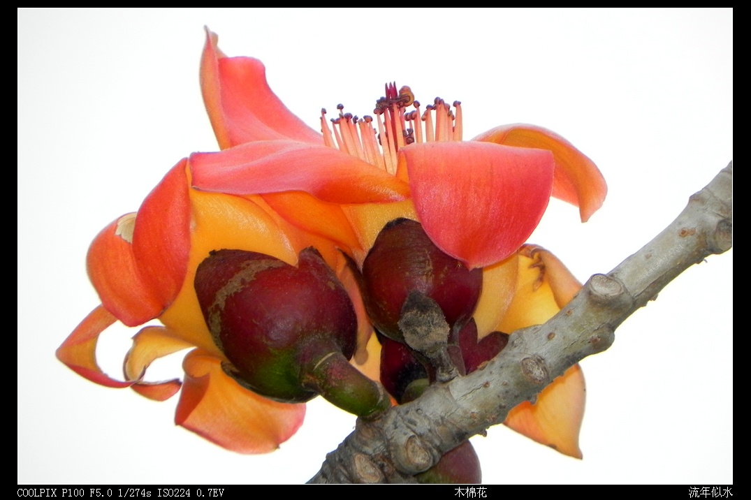 DSCN4317.JPG