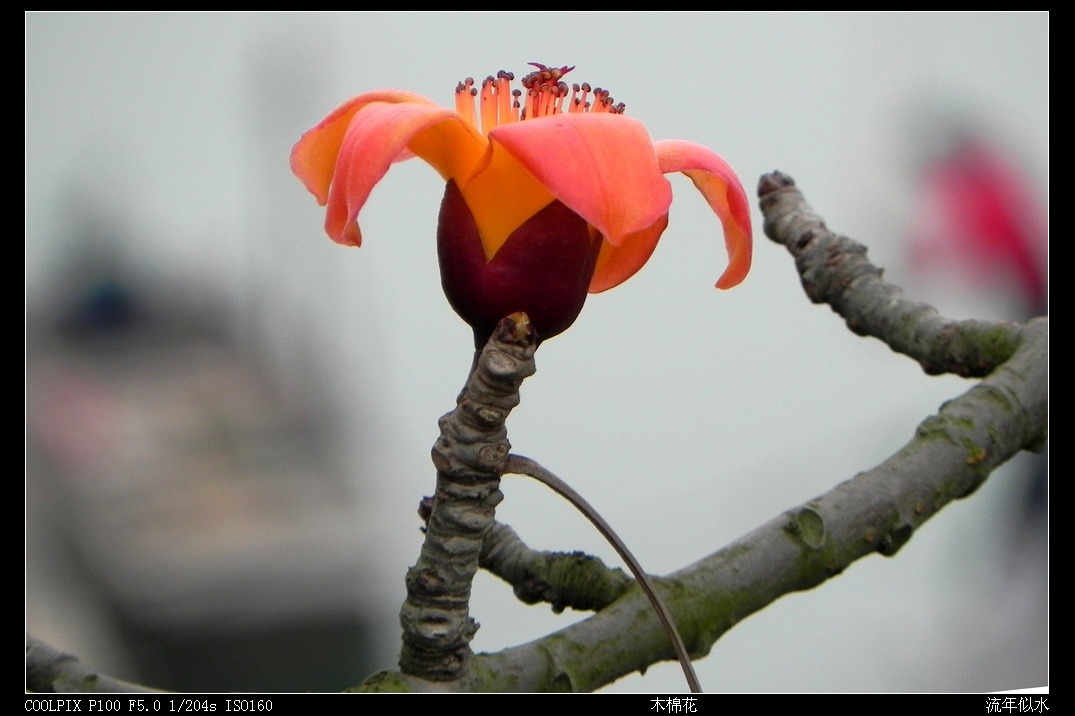 DSCN4241.JPG