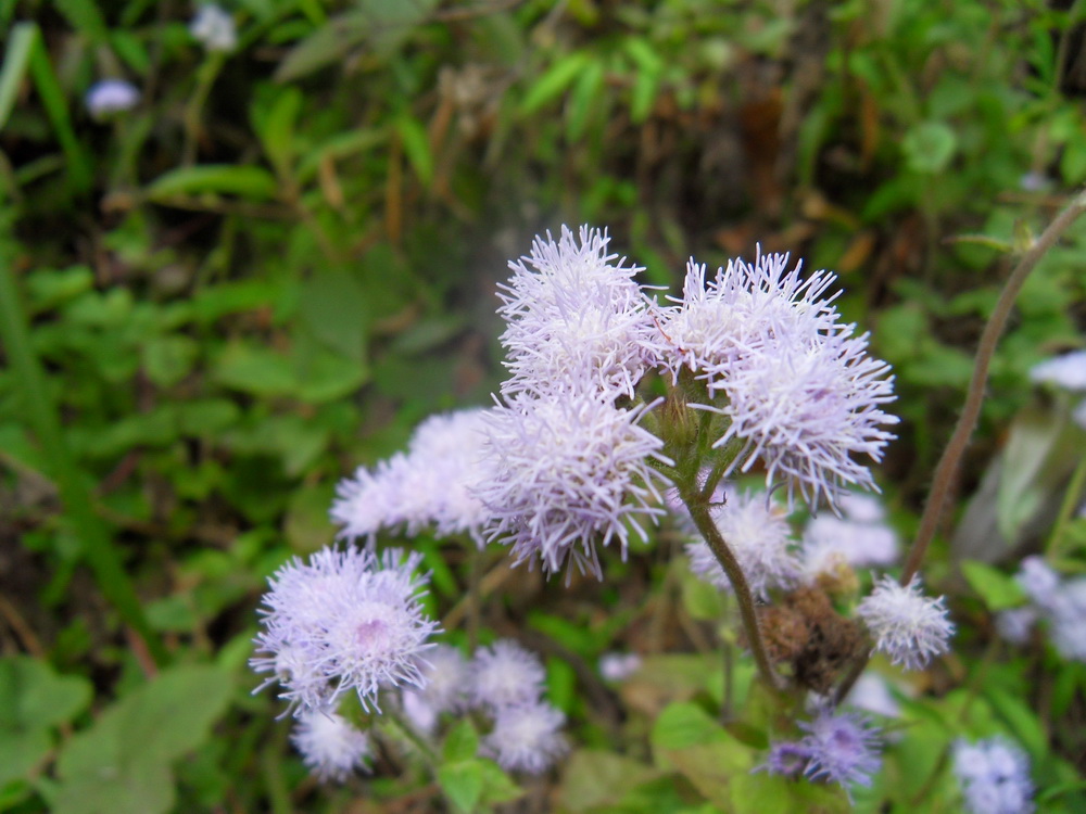 SDC10629.jpg