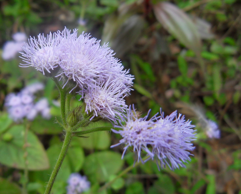 SDC10630.jpg