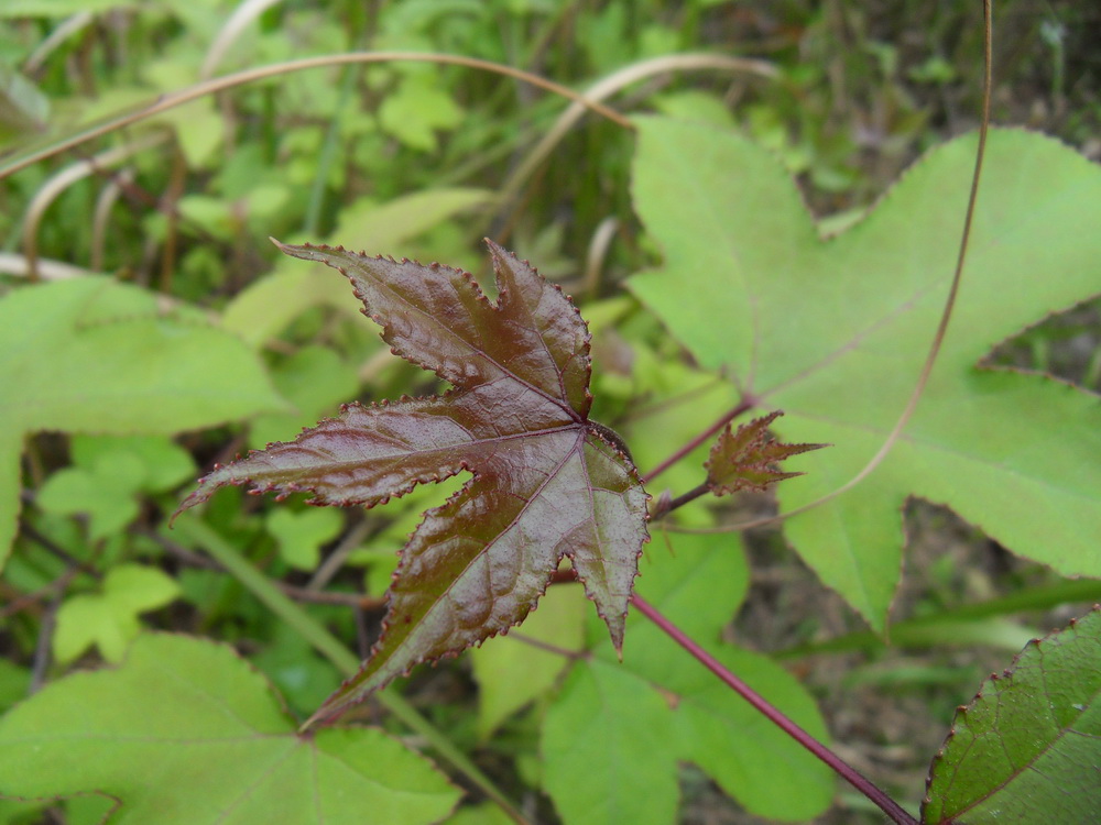 SDC10640.jpg