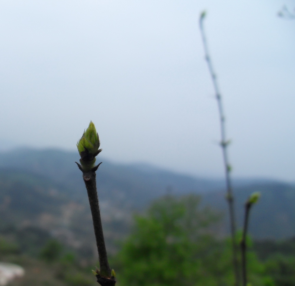 SDC10699.jpg