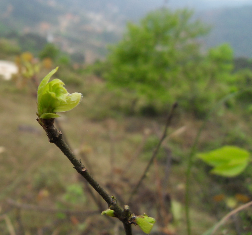 SDC10700.jpg