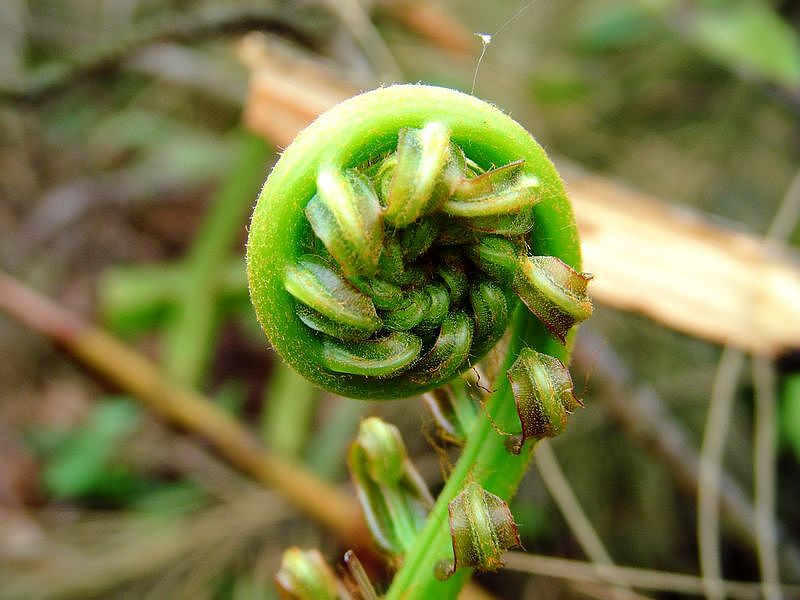 DSCF1219.jpg