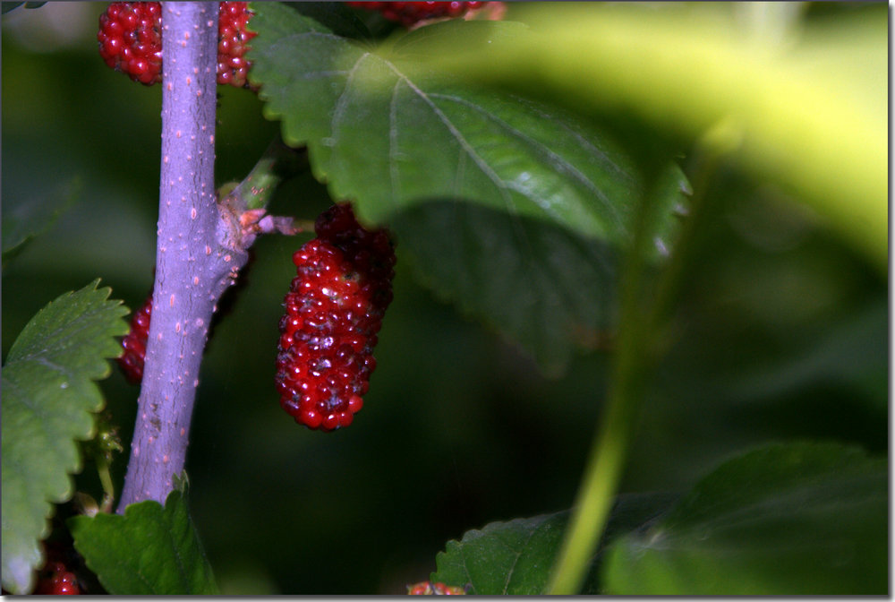 DSC03278.JPG