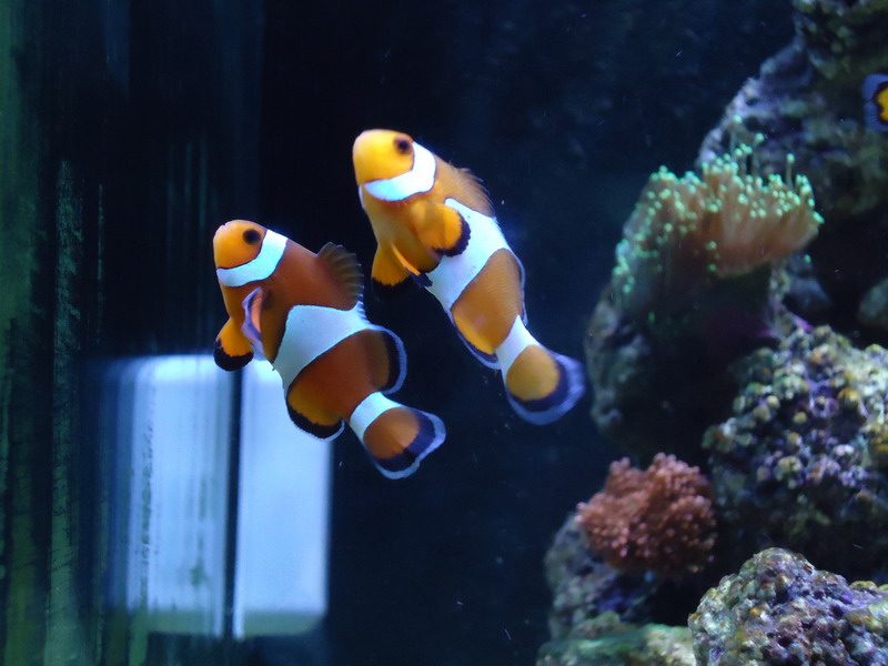 DSC09615_缩小大小.JPG