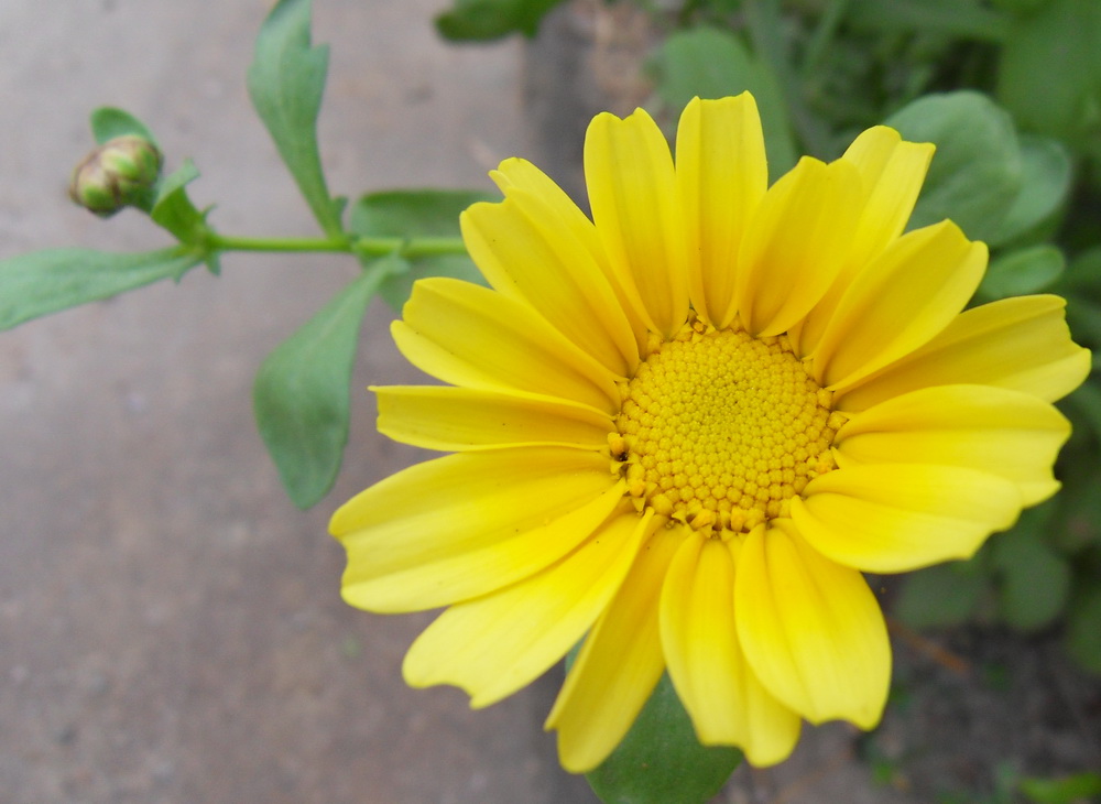 SDC10741.jpg