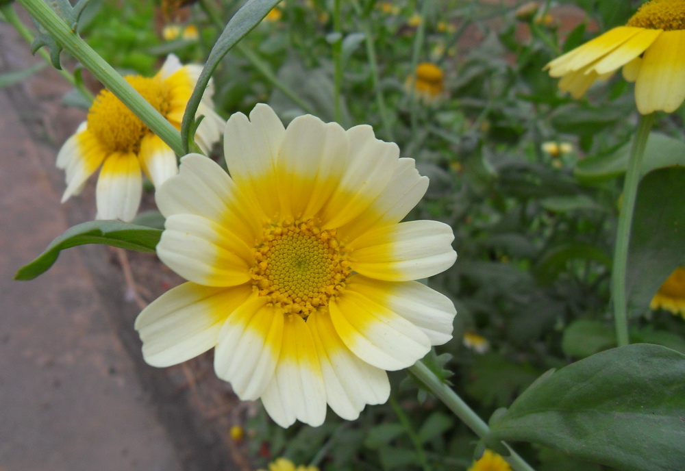 SDC10743.jpg