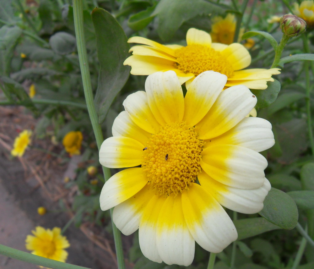 SDC10744.jpg