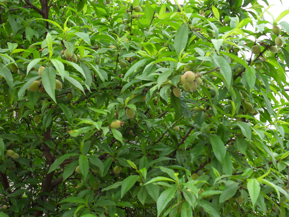 SDC10778.jpg