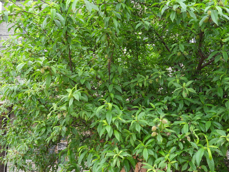 SDC10780.jpg