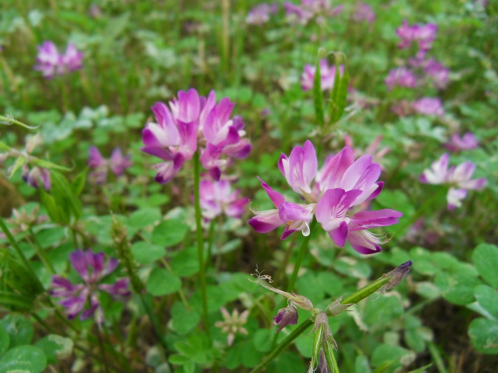SDC10731.jpg