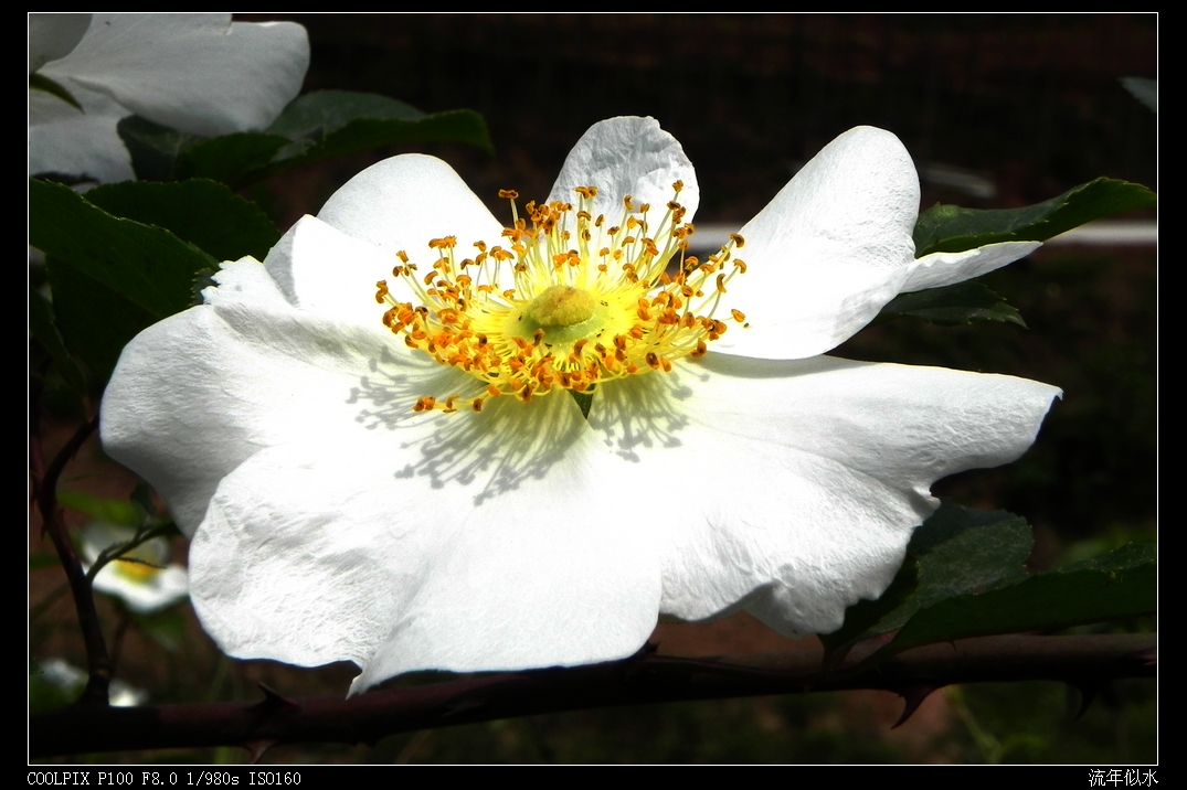 DSCN5096.JPG