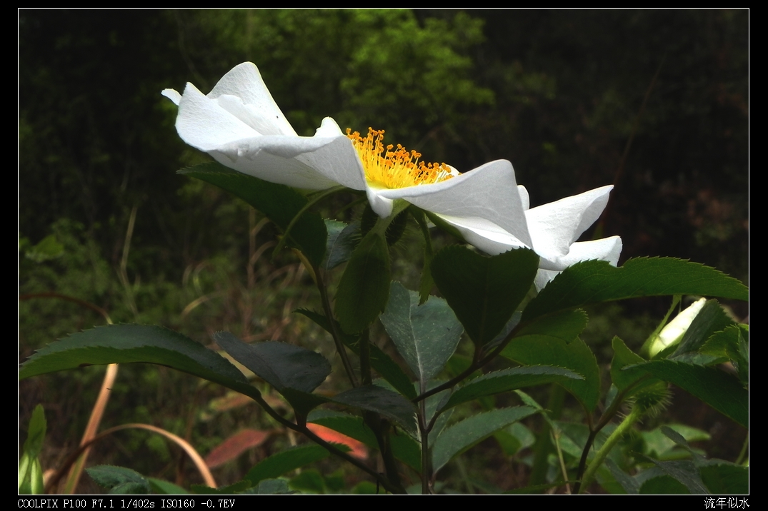 DSCN5109.JPG