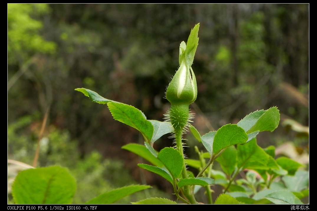 DSCN5111.JPG