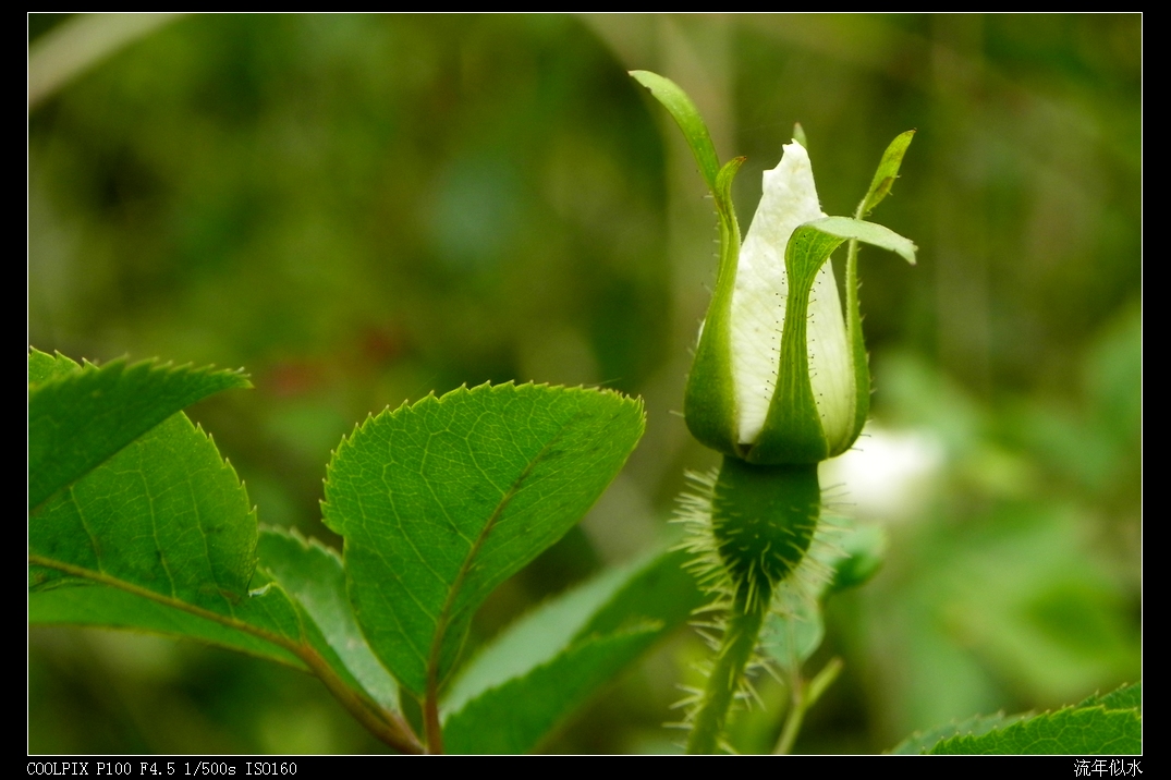 DSCN5116.JPG