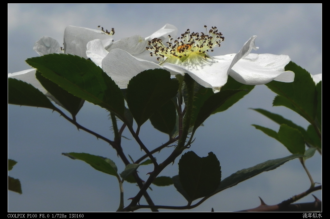 DSCN5176.JPG