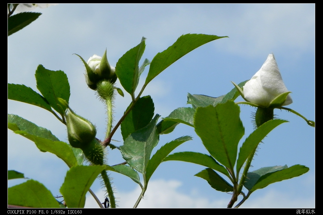 DSCN5180.JPG