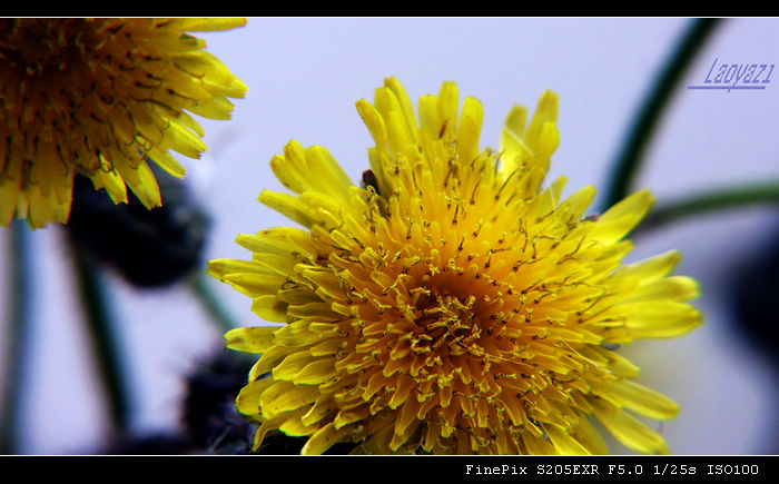 DSCF8627.jpg