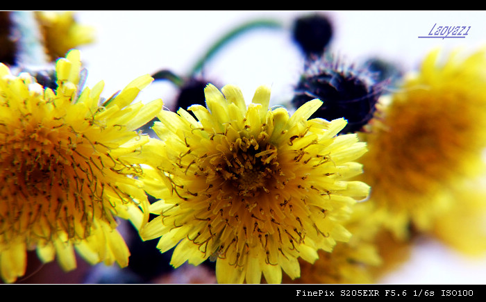 DSCF8628.jpg