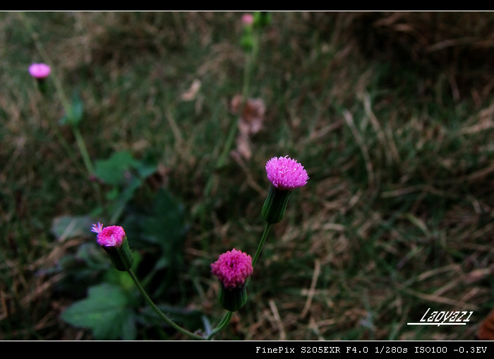 DSCF8686.jpg