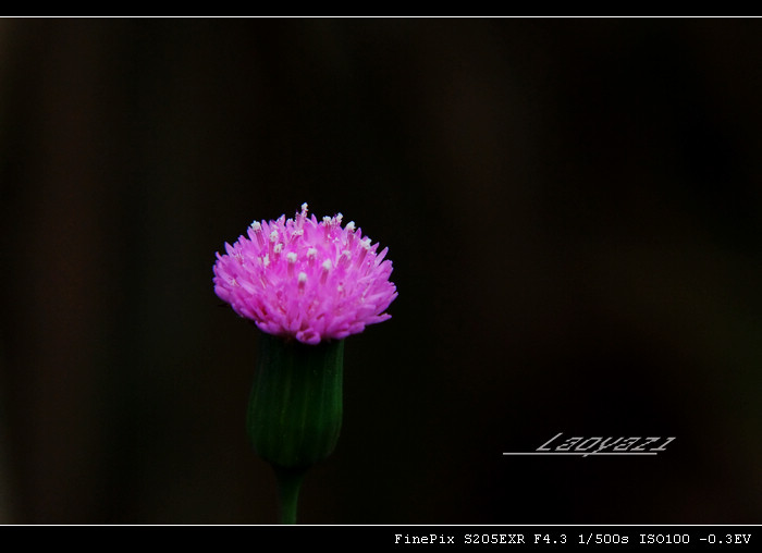 DSCF8689.jpg